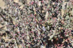 Monsonia salmoniflora