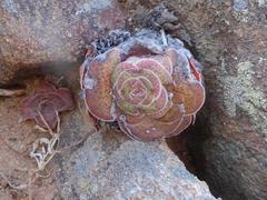 Crassula pseudohemisphaerica
