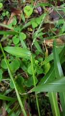 Paspalum nutans