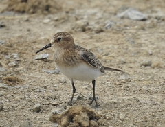 Calidris bairdii