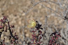 Monsonia salmoniflora