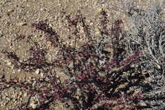 Monsonia salmoniflora