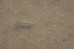Cyprinodon salinus salinus