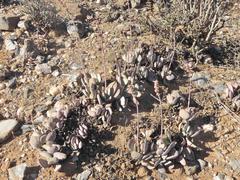 Crassula cotyledonis