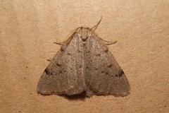 Dasypteroma thaumasia