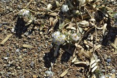 Helichrysum herniarioides