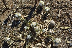 Helichrysum herniarioides