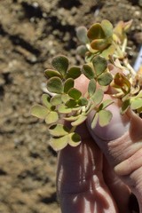Oxalis foveolata