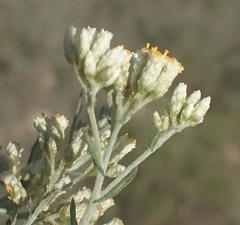 Helichrysum zeyheri