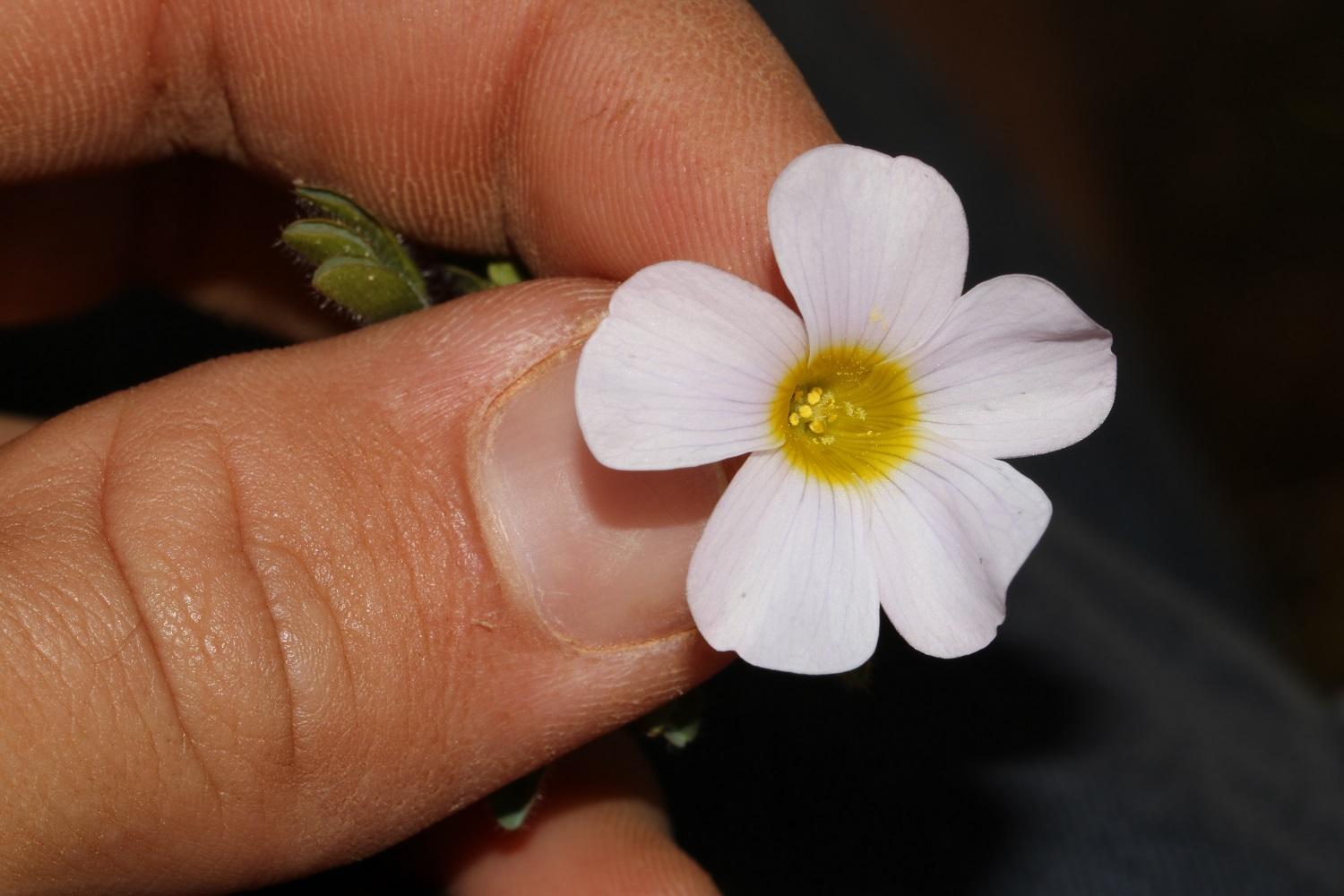 Oxalis adspersa Eckl. & Zeyh. 2