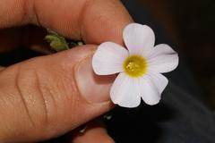 Oxalis adspersa
