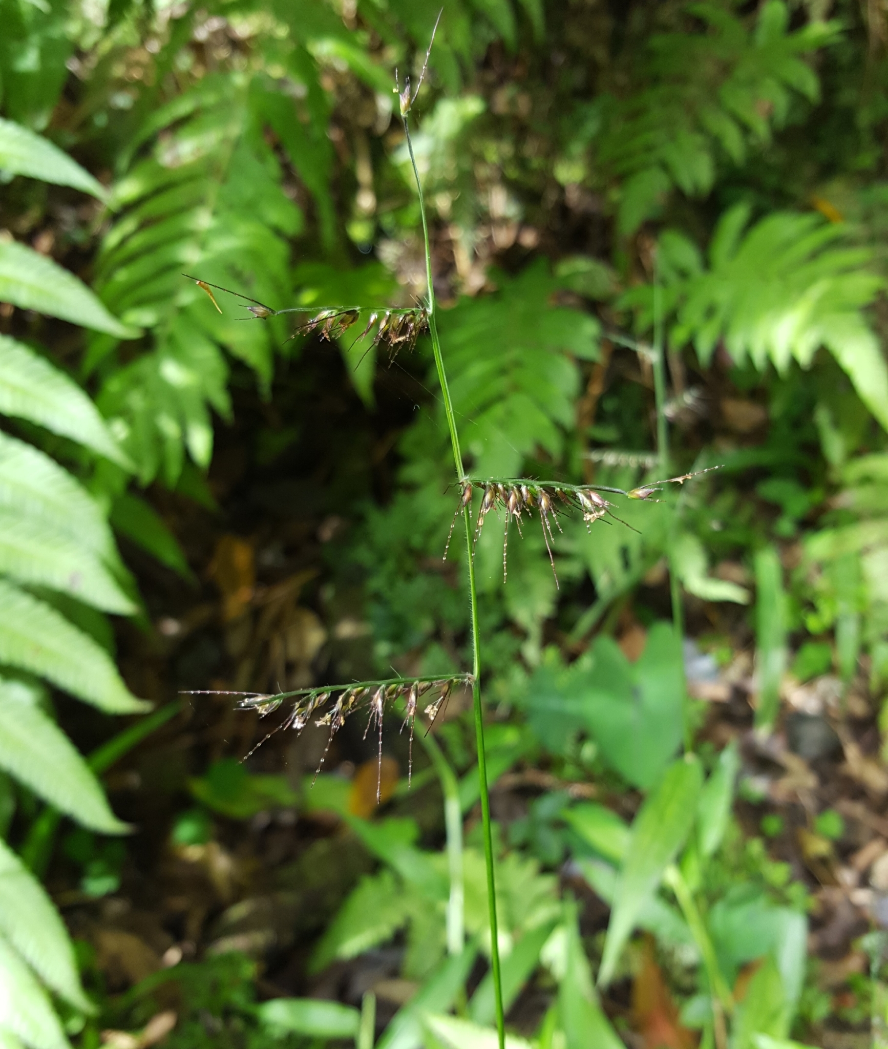 (c) François Rousseu, certains droits réservés (CC BY-NC) https://www.inaturalist.org/observations/95778299