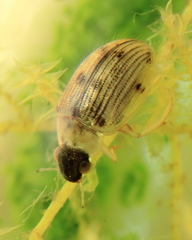Berosus peregrinus