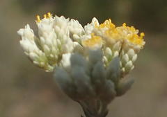 Helichrysum zeyheri