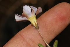 Oxalis adspersa