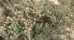 Helichrysum zeyheri