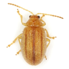 Ophraella americana