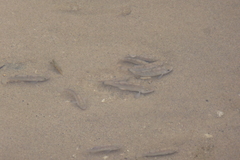 Cyprinodon salinus salinus
