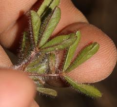 Oxalis adspersa