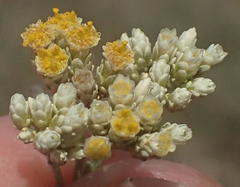 Helichrysum zeyheri