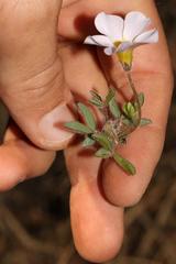 Oxalis adspersa