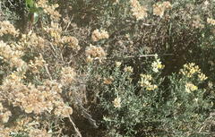 Helichrysum zeyheri
