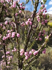 Erica selaginifolia