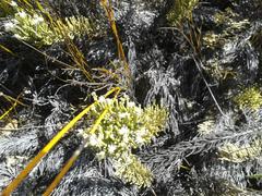 Dolichothrix ericoides