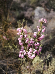 Erica selaginifolia