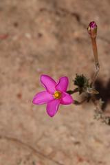 Oxalis hirta tubiflora