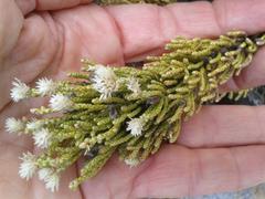 Dolichothrix ericoides