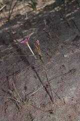 Oxalis hirta tubiflora