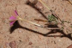 Oxalis hirta tubiflora