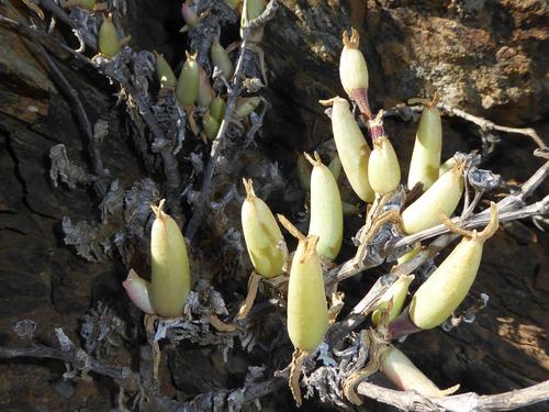 Schwantesia dissita (N.E.Br.) L. Bolus