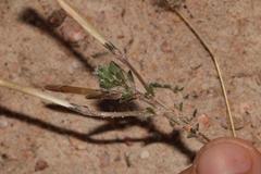 Oxalis hirta tubiflora