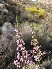 Erica selaginifolia