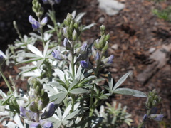 Lupinus obtusilobus