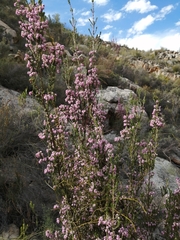 Erica selaginifolia
