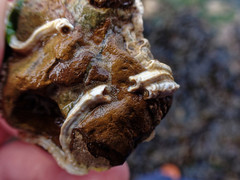 Spirobranchus lamarcki