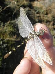 Phyllomacromia picta