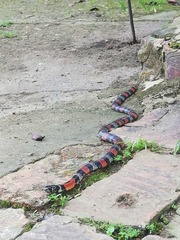 Erythrolamprus bizona