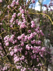 Erica selaginifolia