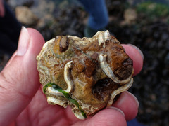 Spirobranchus lamarcki