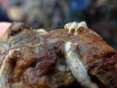 Spirobranchus lamarcki