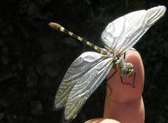 Phyllomacromia picta