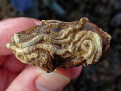 Spirobranchus lamarcki