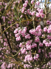 Erica selaginifolia