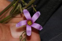 Oxalis lateriflora