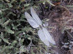 Phyllomacromia picta