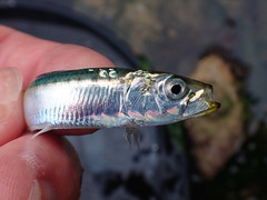 Sardina pilchardus